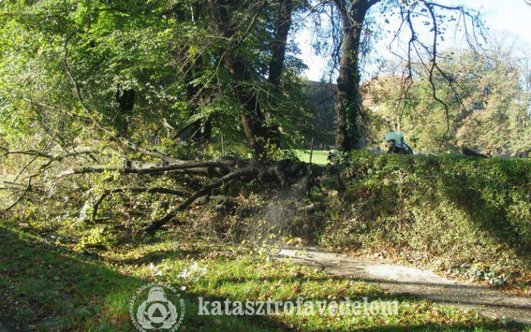 Jótékony célt szolgált a kidőlt fa