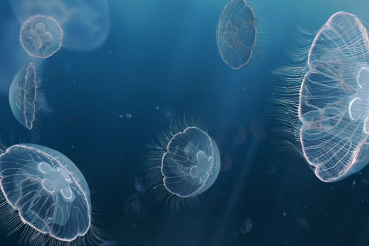 Medúzák miatt leállt Nyugat-Európa legnagyobb atomerőműve Franciaországban