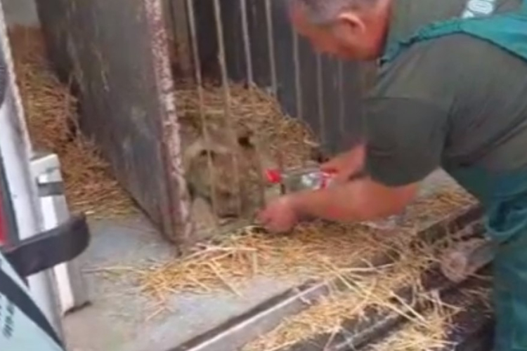 Oroszlánkölyköt találtak Szabadka közelében