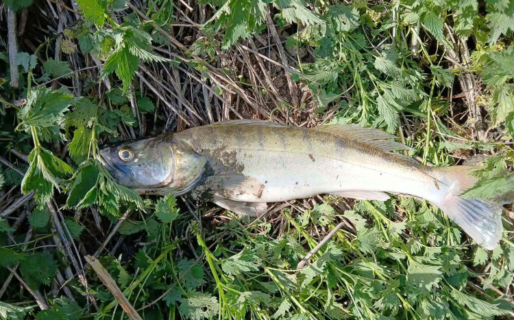 Újabb környezetszennyezés a Kaposon, pusztulnak a halak