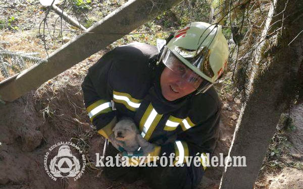 Kiskutyát mentettek a dombóvári tűzoltók