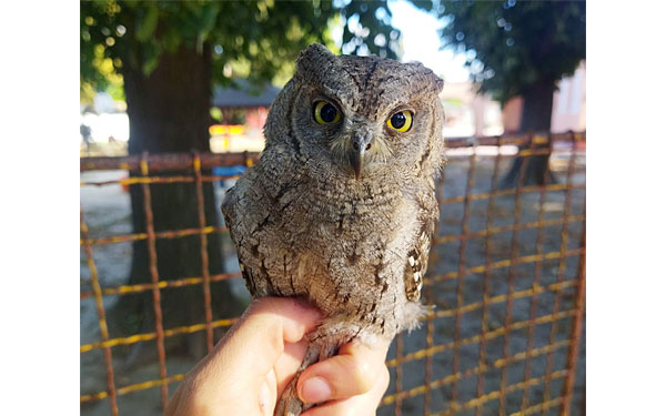 Hosszú idő után ismét költ a füleskuvik Dombóváron