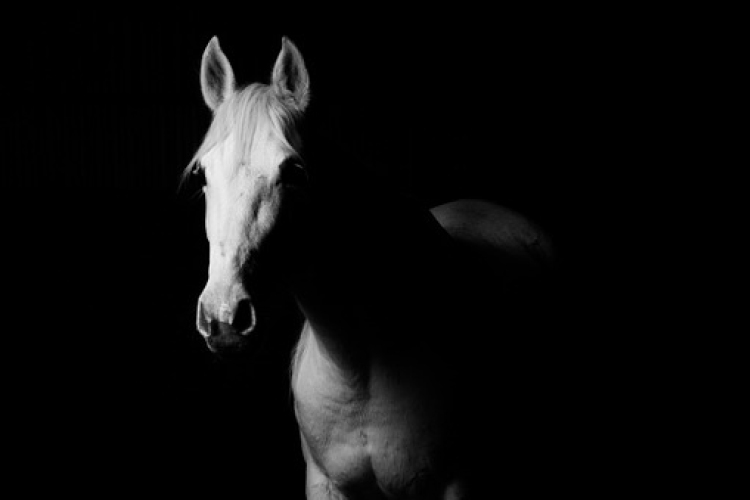 Lezuhant a budai Várból és elpusztult egy ló