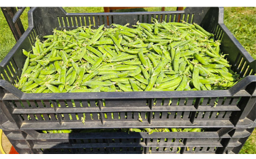 Már megvásárolható az idei zsenge, zamatos és édes naki cukorborsó